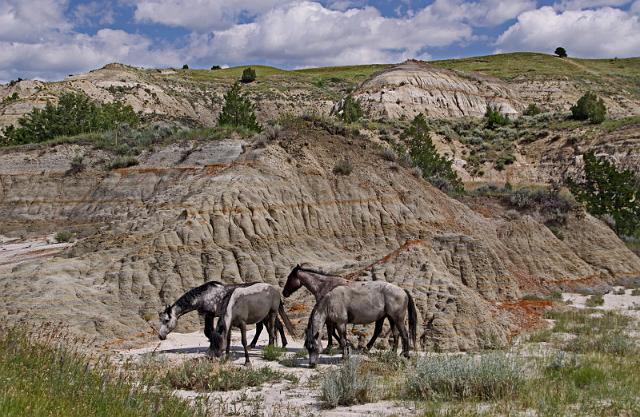 163 theodore roosevelt national park zuid, wilde paarden.JPG